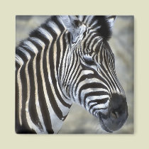 Zebra Lovers Art Gifts magnets