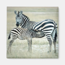Zebra Mother and Feeding Foal Magnets