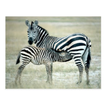 Zebra Mother and Feeding Foal Post Card