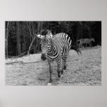 Zebra Photograph Poster