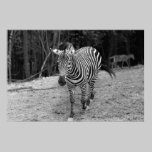 Zebra Photograph posters