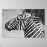 Zebra  Photograph Posters