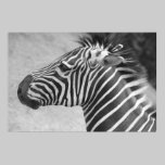 Zebra  Photograph posters