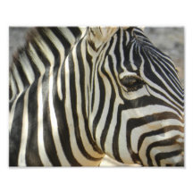 Zebra Photographic Print