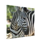 Zebra Pose Stretched Canvas Print