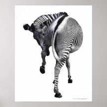 zebra poster
