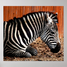 Zebra Posters