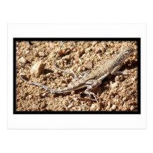 Zebra-Tailed Lizard Post Card