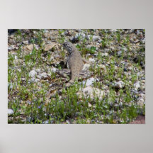 Zebra-tailed Lizard Posters