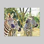 Zebra Trio Canvas canvas prints