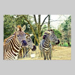 Zebra Trio posters