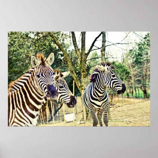 Zebra Trio Poster