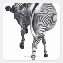 Zebra turning around stickers