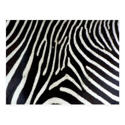 Zebra Wenskaarten