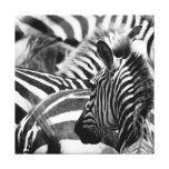 Zebra Wrapped Canvas Stretched Canvas Print