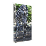 Zebra Wrapped Canvas Print