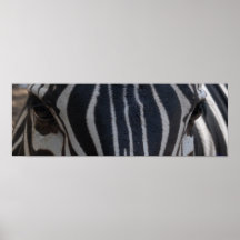 Zebra Zebra on the wall Posters