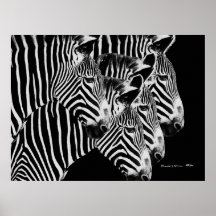 Zebras in Black Poster