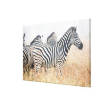 Zebras in early morning dust, Kruger National 2 Stretched Canvas Print