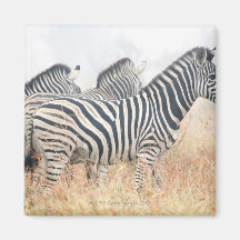 Zebras in early morning dust, Kruger National 2 Magnet
