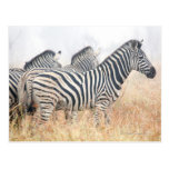 Zebras in early morning dust, Kruger National 2 Postcard