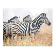 Zebras in early morning dust, Kruger National 2 Postcard