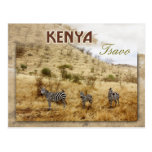 Zebras in Tsavo, Kenya Postcards