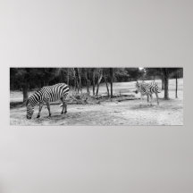 Zebras Photograph Poster