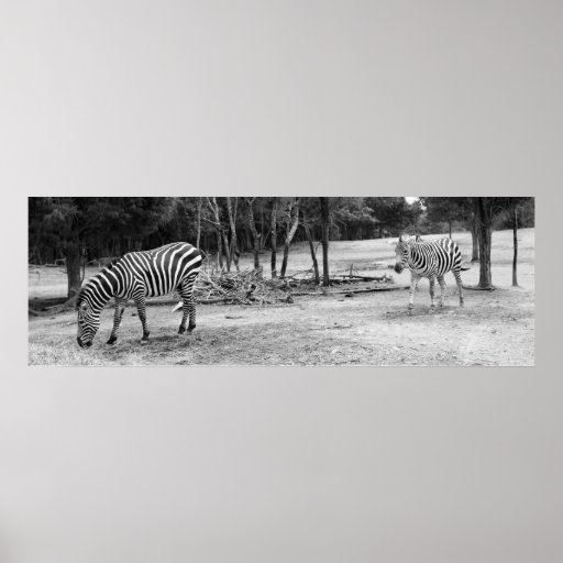 Zebras Photograph Poster