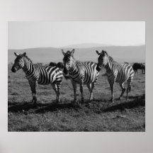 Zebras Poster