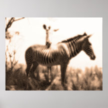 Zebras Print