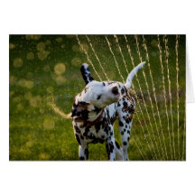 Zeke in Sprinkler Greeting Cards