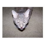 Zen Kitty Postcards