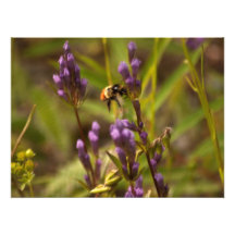 Zippy Bee; No Text Photograph