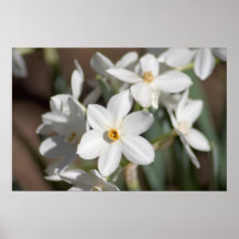 Ziva Paper White Flower Poster