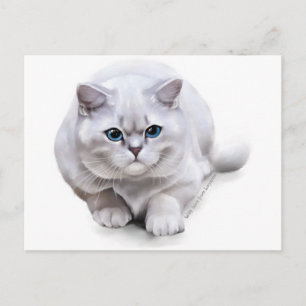 Сat breed British Shorthair Postcard