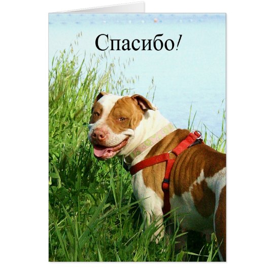 спасибо Russian Thank you Pitbull greeting card