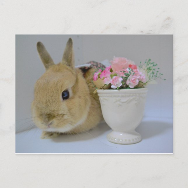 かわいいうさぎ POSTCARD (Front)