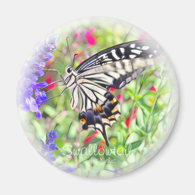 アゲハチョウ マグネット MAGNET (Front)