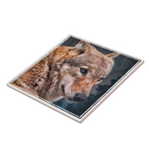 オオカミ タイル CERAMIC TILE