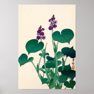 ギボウシの花, 古邨 Purple Flowering Hosta, Poster
