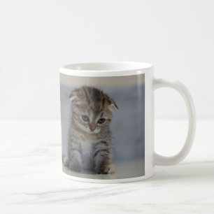 スコティッシュフォールド子猫　マ COFFEE MUG