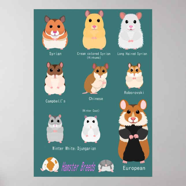 ハムスターの種類一覧 POSTER (Front)
