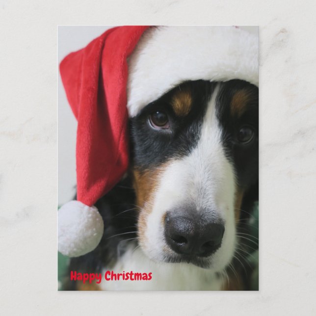 バーニーズマウンテンドッグ　クリスマスカード HOLIDAY POSTCARD (Front)