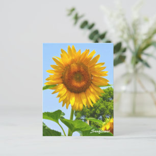 ヒマワリ ポストカード POSTCARD