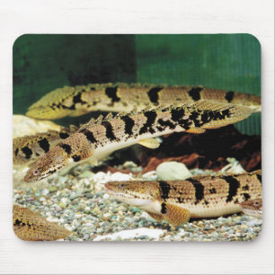 ポリプテルス・デルヘジイのマウスパッド MOUSE PAD