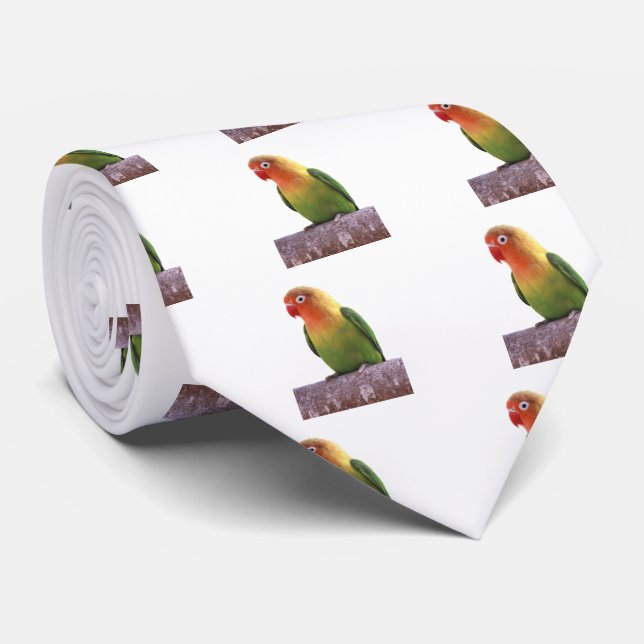 ルリゴシボタンインコ TIE (Rolled)
