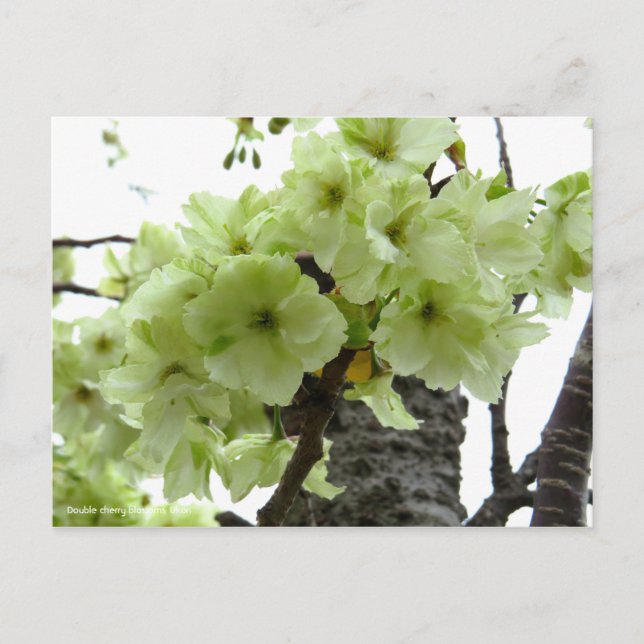 八重桜「鬱金」 POSTCARD (Front)