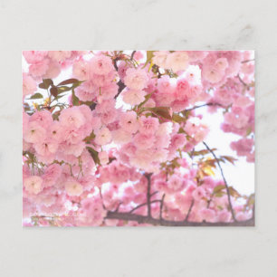 八重桜(Double cherry blossoms)：Postcard Postcard