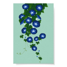 朝顔, 青磁色, Asagao, Morning glory, shallow green